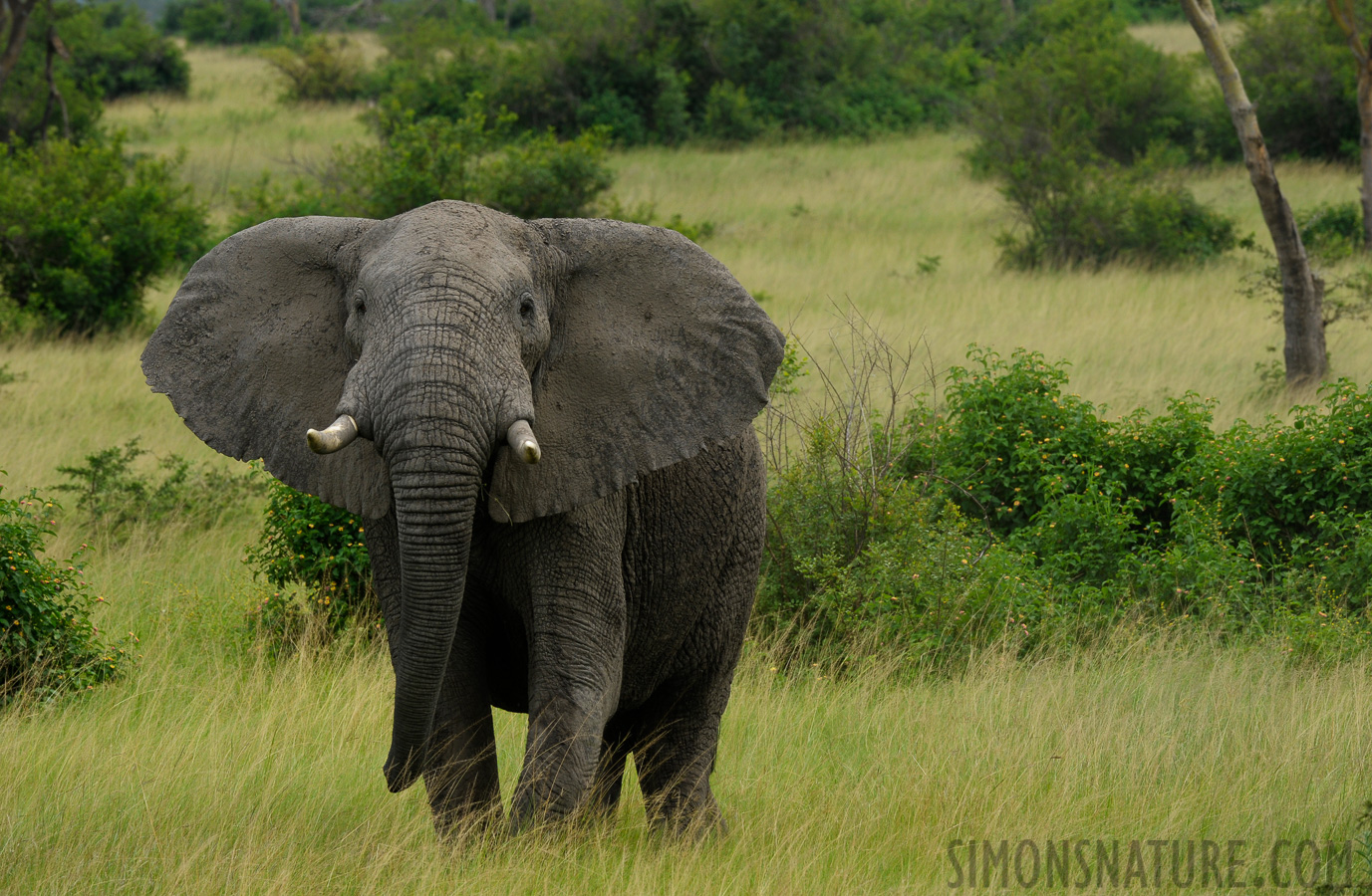 Loxodonta africana [360 mm, 1/250 sec at f / 11, ISO 800]